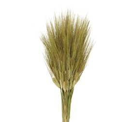 TRITICUM 80 cms NATURAL (04)