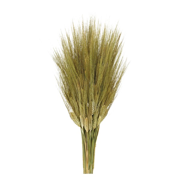 TRITICUM 80 cms NATURAL (04)