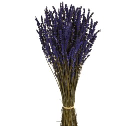 LAVANDA  PRESS 45cms. (03) AZUL
