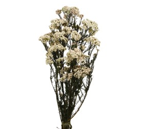 FLOR DE ARROZ PRESS 60 CM BLANCO (00)