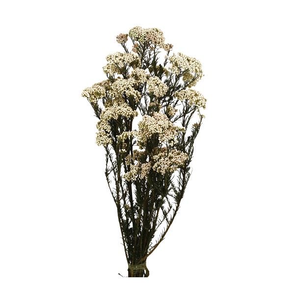 FLOR DE ARROZ PRESS 60 CM BLANCO (00)