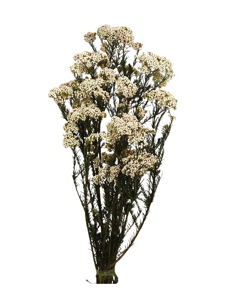 FLOR DE ARROZ PRESS 60 CM BLANCO (00)