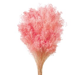 BROOMS PRESS. 50 cm ROSA (P40)